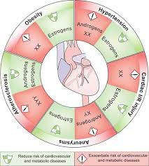 Sex Hormones And Sex Chromosomes Cause Sex Differences In The Development Of Cardiovascular Diseases Arteriosclerosis Thrombosis And Vascular Biology
