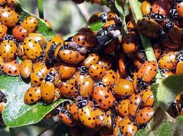 We did not find results for: Ladybug U S National Park Service