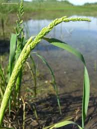 Image result for Panicum chionachne