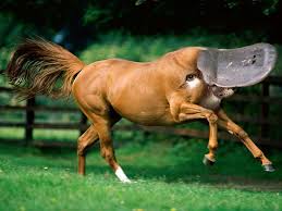 Image result for animal