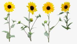 We did not find results for: Sunflower Clipart Png Images Free Transparent Sunflower Clipart Download Kindpng
