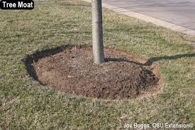 Maybe you would like to learn more about one of these? Land Of The Bizarre Tree Moats And Volcano Mulch Bygl