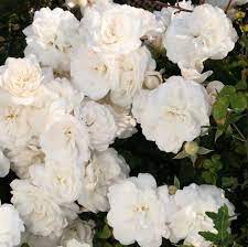 Maybe you would like to learn more about one of these? Varieties Of White Roses 1