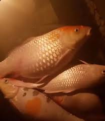 Tong jangan terlalu besar, saiz. Ikan Puyu Besar