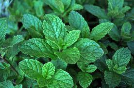 Pin By Millcreek Gardens On Herbs Mint Plants Planting Herbs Spearmint