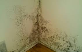 Help Mould On The Walls What You Need To Consider Before Starting Your Wallpapering Project Blog Inspiration Wallpaper From The 70s