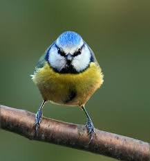 Small Bird With Black And White Striped Head Uk Pin On Gardening