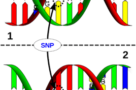 The significant snp (rs11208305) inside of ror1 gene is. Machen Unsere Gene Uns Schlau Uber Die Molekularen Grundlagen Der Intelligenz In Mind