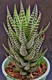 Their colors are hard to describe, they are rarely in flower, and they are mostly small and squat. Awesome 25 Beautiful Succulent And Cactus Garden Https Gardenmagz Com 25 Beautiful Succulent And Cactus Garden Planting Succulents Plants Succulents
