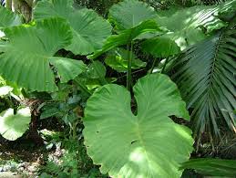 クワズイモに食べると危険な毒はあるの サトイモとハスイモとの違いについても Konoha Boy 植物を育てると365日が楽しくなるブログ