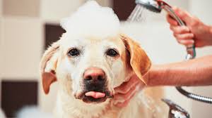 Lazy dog restaurant & bar: Dog Friendly Places In Long Beach Ca Showmehome Com