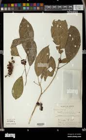 Image result for Maesobotrya