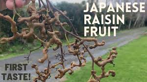 Enjoy the delicious taste of raisintree daily, and especially before and after a party. Taste Test Japanese Raisin Tree Fruit Youtube
