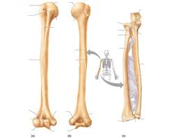 The long head of the muscle begins on the scapula above the glenoid fossa at the supraglenoid tubercle, which is a small projection of bone. Anatomy Of The Arm Bones