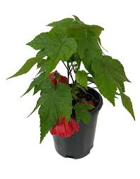 Image result for Abutilon grantii