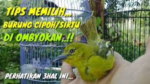 Burung ini kerap terlihat di atas tajuk pepohonan, dan jarang sekali mau turun. Tips Memilih Burung Cipoh Sirtu Ombyokan Youtube