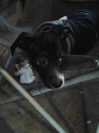 Browse by rate to find the highest paying job near you. Free Puppy Newmunich Melrose Area Mn I Have A Chihuahua Pitbull Mix Puppy Named Chico To Give Away 3 Mnths Old Losing A Dog Free Puppies Find Pets