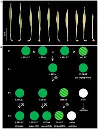 Sendirian berhad (malay equivalent to incorporated). Frontiers Atp Dependent Clp Protease Subunit C1 Hvclpc1 Is A Strong Candidate Gene For Barley Variegation Mutant Luteostrians As Revealed By Genetic Mapping And Genomic Re Sequencing Plant Science