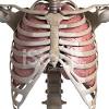 So, let's learn the ribs so we can attach the muscles in the right place. Https Encrypted Tbn0 Gstatic Com Images Q Tbn And9gcsvpzylvmmgwn8r6 1n1ymehxipuqfg3dfi3o2kqpnvf80uueje Usqp Cau