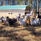 FARM ANIMAL VETERINARY CLINIC event image