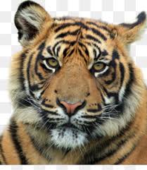 All images is transparent background and free download. Tiger Tiger Png And Tiger Tiger Transparent Clipart Free Download Cleanpng Kisspng