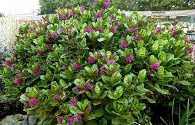 Pin On Landscape Evergreen Shade