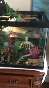 Turtles Terrarium Amphibians In 2020 Turtle Terrarium Turtle Habitat Pet Turtle Care