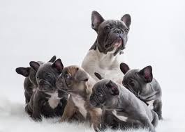 How many puppies does a french bulldog have at one time? Why You Shouldn T Buy A French Bulldog Revealed French Bulldog Breed