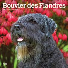 Vip puppies works with responsible dog breeders across the usa. Bouvier Des Flandres 2021 12 X 12 Inch Monthly Square Wall Calendar Animals Dog Breeds Browntrout Publishers Inc Browntrout Publishers Editing Team Browntrout Publishers Design Team Browntrout Publishers Design Team 9781975424725 Amazon Com Books
