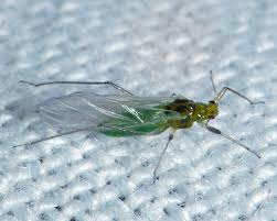 Image result for Anadelphia