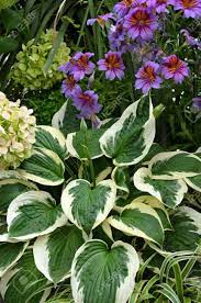 Check spelling or type a new query. Beautiful Hosta Plant And Purple Flowers In Tropical Garden Stock Photo Picture And Royalty Free Image Image 20914803
