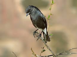Burung decu wulung pasti gaspol gacor!!! Burung Decu Www Kicaumaniamalang Wordpress Com