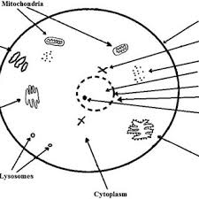 Maybe you would like to learn more about one of these? A Diagram Of The Animal Cell Structure With Key Organelles Download Scientific Diagram
