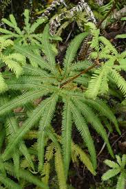 Image result for Gleicheniaceae