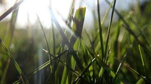 Best Fertilizer For St Augustine Grass Grass St Augustine Grass Bermuda Grass