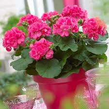 Hardy hibiscus potted plants does best in full sun. Pin On Gardens