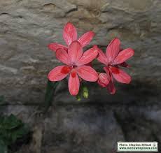 Image result for Freesia laxa