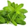 This idea is strongly supported by the drug enforcement agency because stevia is an excellent cash crop, grows well in paraguay…finally and most important. 1