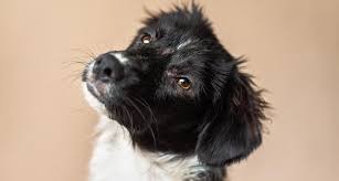 Larger pets will take a longer period of time, perhaps as much as 6 months in the case of a very large dog. People Are Freeze Drying Their Pets After They Die They Don T Want To Let Go