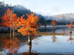 Autumn farm scenes wallpaper the pathway country roads forest. Hd Wallpaper Autumn Mist On The Ocoee River National Geographic Water Tree Wallpaper Flare