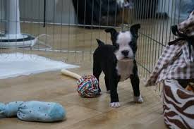 Pomeranian puppy found a loving home. Boston Terrier Puppies For Sale In Texas Craigslist Pets Lovers