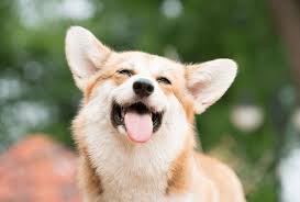 2000 w sanford st arlington, texas 76012. Animal Hospital In Grapevine Animal Emergency Hospital North Texas
