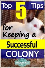 Keeping A Rabbit Colony The Top 5 Questions Answered Meat Rabbits Raising Rabbits Raising Rabbits For Meat