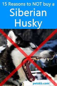 Where can i buy a husky. 15 Reasons To Not Buy A Siberian Husky The Pets Kb Siberian Husky Husky Husky Dogs