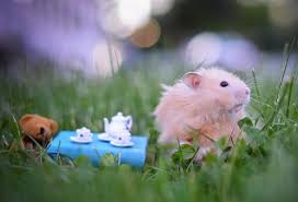 Hamster Tea Party Hamster Pet Mice Cute Hamsters