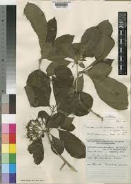 Image result for Pavetta cataractarum