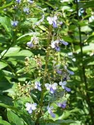 Image result for Clerodendrum buchneri