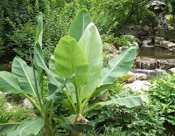 Image result for Lotononis laxa