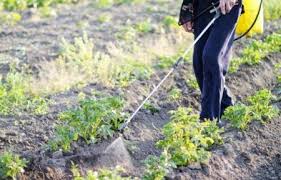 Як правильно застосовувати препарати для боротьби з жуками на картоплі?