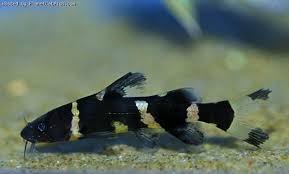 Black And White Striped Catfish Pin On My Fishies